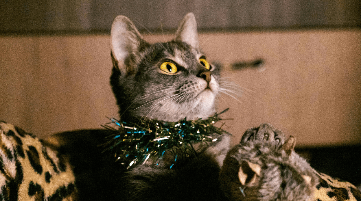  Stay Productive During Holidays: Think Like a Cat! | Blog 